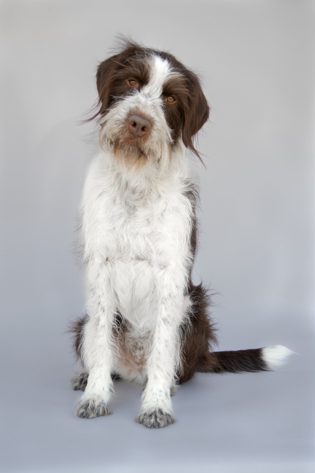 Nash sitting for a studio portrait